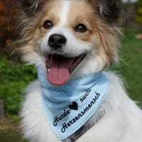 Luke sucht pawfect match!, Hund zur Adoption