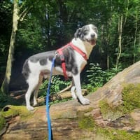 TV-Star Gustav sucht sein Forever Home, Hund zur Adoption