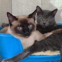 Verschmuste Kater Bronze und Smokey, Kater zur Adoption