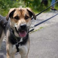 Mara - Zuhause gesucht, Hündin zur Adoption