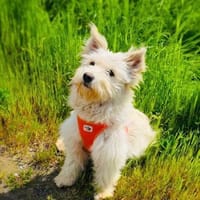 Maya ein Westi Mix sucht Körbchen, Hündin zur Adoption
