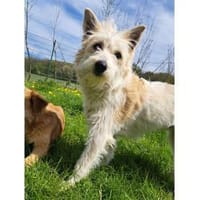 Lumi - wartet in 61250 Usingen, Hündin zur Adoption