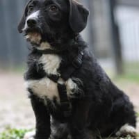 Yasko sucht liebevolle Familie...., Hund zur Adoption