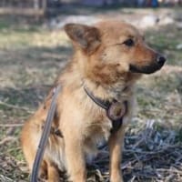Zuhause gesucht für Dan, Hund zur Adoption
