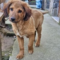 Cookie - Für-Immer-Körbchen gesucht, Hund zur Adoption