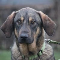 Pablo  leise Seele sucht verständnisvol, Hund zur Adoption