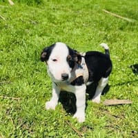 Sparky ein freundliches Kerlchen, Hund zur Adoption