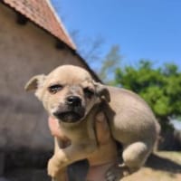 Elton, sanfter Chihuahua(mix) Welpe, 4 M, Hund zur Adoption