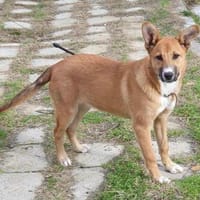 Naida, einfach großartig, Hündin zur Adoption