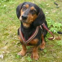 Timon 28cm geb.10/2022 ein toller Dackel, Hund zur Adoption