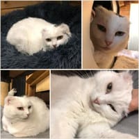 Fiona - zarte Kämpferin, Katze zur Adoption