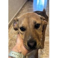 Dian - wartet in 66346 Püttlingen, Hund zur Adoption