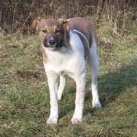 Nika - wo darf ich Zuhause sein?, Hündin zur Adoption