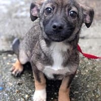 Joelle, Hündin zur Adoption
