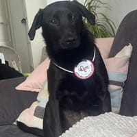 ✨ Sandy sucht ihr Für-immer-Zuhause, Hündin zur Adoption