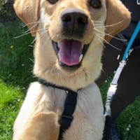 Nelio 💗 wartet in 09648 Mittweida, Hund zur Adoption