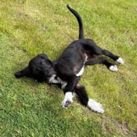 Lotte sucht ihr Körbchen für immer🍀, Hündin zur Adoption