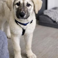 Nico - Mischlingswelpe, 5 Monate alt,, Hund zur Adoption
