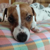 Lebhafte Bella sucht ihre neue Familie!, Hündin zur Adoption