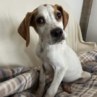 Elmo - toller Junghund sucht Familie, Hund zur Adoption