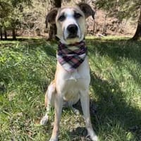 Bonnie - Rohdiamant sucht ihre Menschen, Hündin zur Adoption