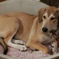 Wanda sucht ein neues Zuhause, Hündin zur Adoption