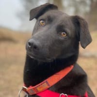 Maliah ist so süß und ufgeschlossen, Hündin zur Adoption