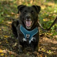 OREO, Hund zur Adoption