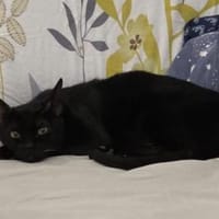 Lyra in Starnberg liebt Katzen und Hunde, Katze zur Adoption