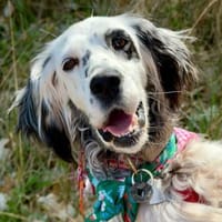 Vermittlungshilfe für Roxy, Hündin zur Adoption