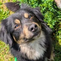 Willi - ist sehr freundlich&anhänglich, Hund zur Adoption