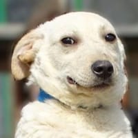 Hundebub MARCO, Hund zur Adoption