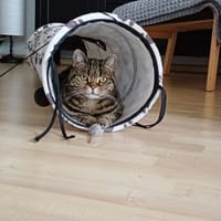 hübsche Lilly Nähe Mainz / Wiesbaden, Katze zur Adoption