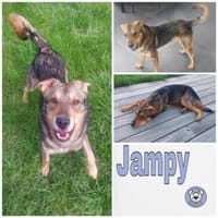 Jampy * und ab ins Herz seiner Menschen, Hund zur Adoption