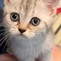 DaVinci, Kater zur Adoption