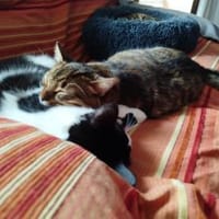Junges Katerduo Elis und Piruleta, Kater zur Adoption