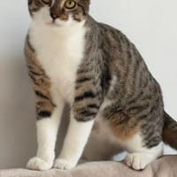 Pandi  verschmuster junger Kater sucht, Kater zur Adoption