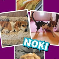 süßer kleiner Noki auf PS in 14513, Hund zur Adoption