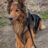Paul, Hund zur Adoption