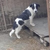 Bebo  40 cm (Pflegestelle), Hund zur Adoption