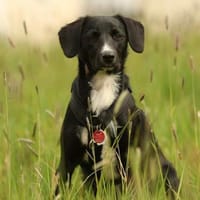 Tinella sucht liebevolle Familie..., Hündin zur Adoption