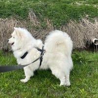 Über Samo ein Traumhund, Hund zur Adoption