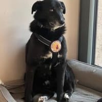 Zuhause gesucht für Nistru, Hund zur Adoption