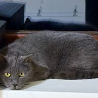 Wunderhübsche Carla 3,5 Jahre, Katze zur Adoption