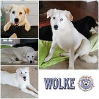 WOLKE * freundlich mit eigenem Köpfchen, Hündin zur Adoption