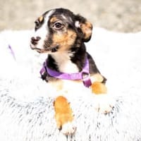 Honey sucht liebevolles Zuhause..., Hündin zur Adoption