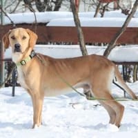 Tim sucht seine Menschen..., Hund zur Adoption