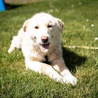 Snowy, ein Herz auf vier Pfoten, Hund zur Adoption