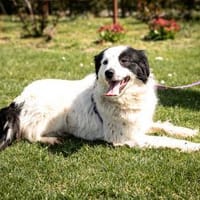 Skylina sucht ihre Menschen..., Hündin zur Adoption