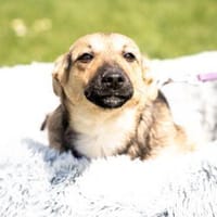 Yami  kleine Kämpferin mit großem Herzen, Hündin zur Adoption